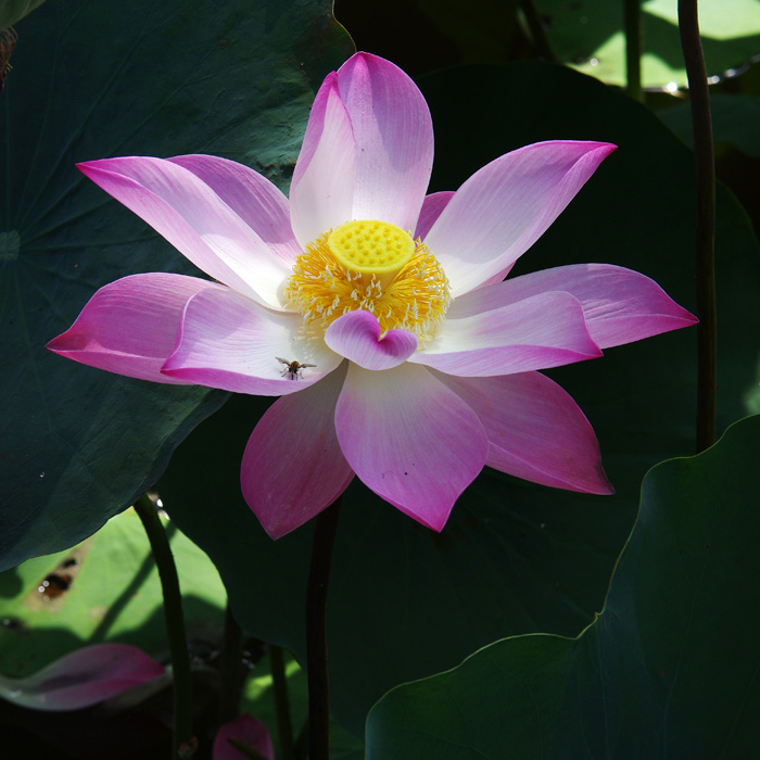 Vietnam 2012