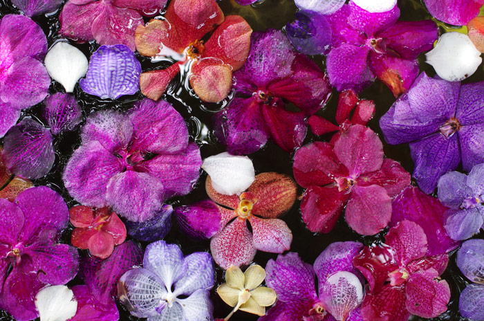 orchidées de Thailande 