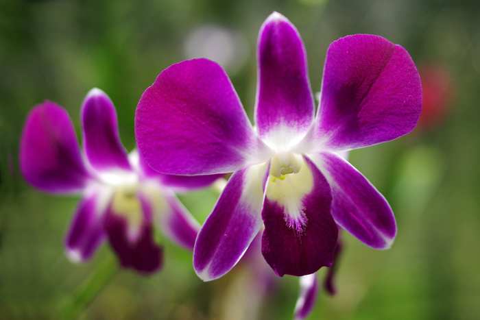 orchidées de Thailande