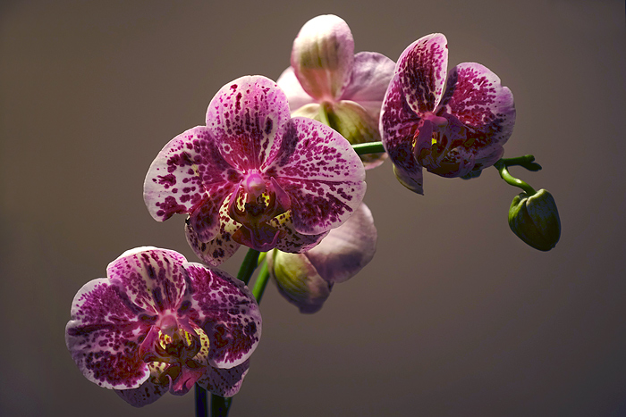 orchidées 